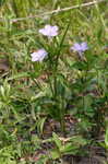 Carolina wild petunia